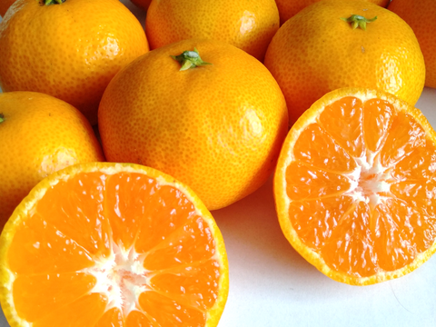 【柑橘食べ比べ】はるみ＋青島みかん 合計5kg《家庭用》