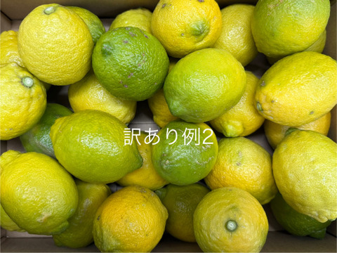 【天皇杯受賞農家】訳あり 高知県大月町産・農家直送 こじゃんとレモン 10kg（化学肥料/防腐剤/ワックス不使用）