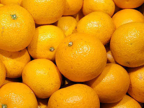 【八朔(はっさく) ご家庭用 2kg】サイズ混合　和歌山県有田市　産地直送