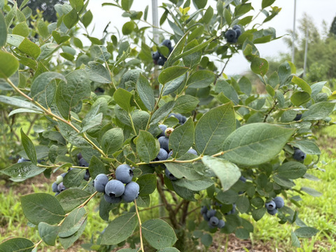 【冷蔵】パリッと爽やか「高滝湖ブルーベリー」（初物）（露地栽培）250g×2p（ハイブッシュ）