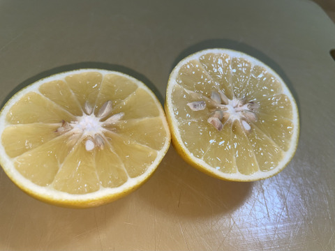 国産グレープフルーツ（Sサイズ150ｇ～200ｇ）箱込み4.8キロ以上＊小ぶりな為、生絞りジュースでお召し上がり上がりください。