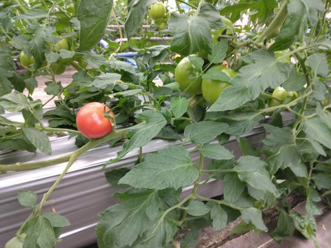 完熟美味っっ!!ブランドトマト【寺泉トマト】(2kg)