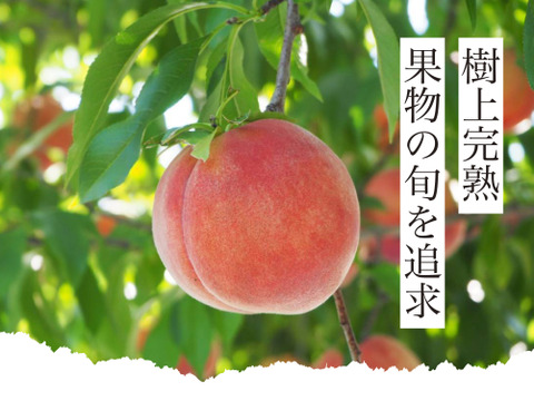 【2026年予約】『なつっこ』🍑高糖度で硬めの桃✨朝採りその日に発送します