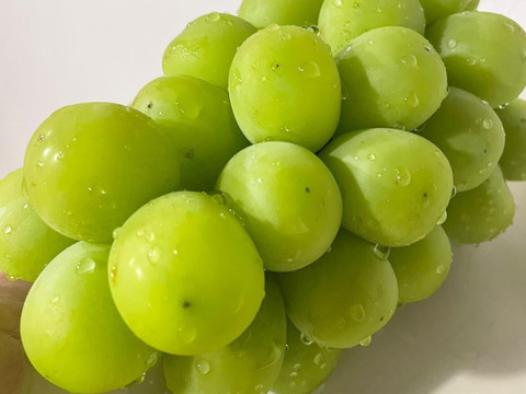 シャインマスカット 2房　(1房 600g以上)