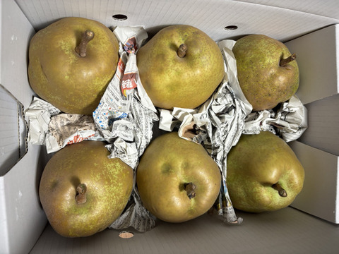 まるせい果樹園のラ･フランス　訳あり　2kg箱　玉数指定不可　nr2