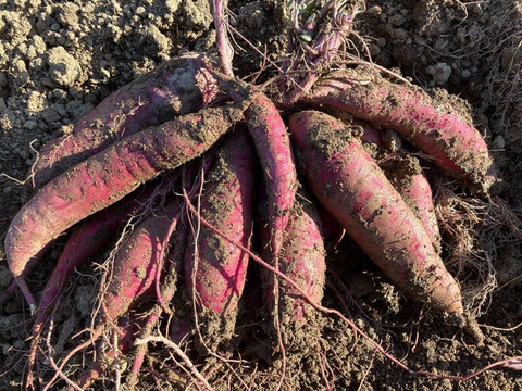 ねっとり甘い！【信州産】魅惑の干し芋（200ｇ×2ｐ）