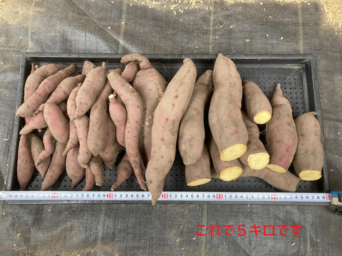【訳アリ】【自然栽培】　さつまいも（紅あずま）１０kg　　農薬不使用・無肥料栽培　【岐阜県産】【収穫時期2025年10月上旬】 740円／1kg