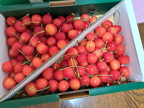 【超希少、本日限定3箱】自家栽培山形県産　さくらんぼ　紅てまり　2L以上　1kg 楽天市場】☆クール便出荷☆ 即日発送実施中！ 山形県産