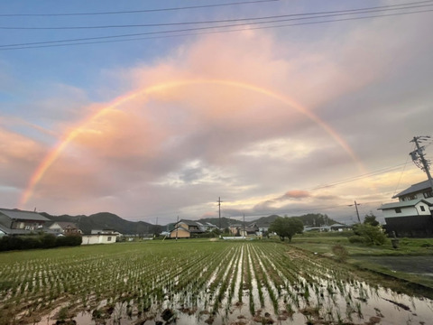 【農薬・肥料不使用】優秀金賞受賞！自然栽培米ハツシモ【3kg】【分つき精米】【令和6年産】