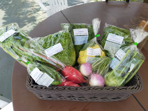 【美味しい野菜をお届けします】　季節の野菜セット『採れTakara☆彡』7品前後