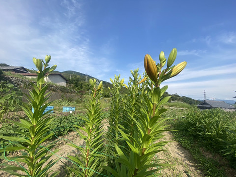 【5本、40㎝】大人可愛いユリ（つぼみ）
