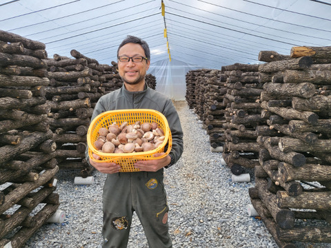 【原木乾燥椎茸スライス】「京ぽんぽん」（150g）　京都府産　原木栽培　農薬不使用