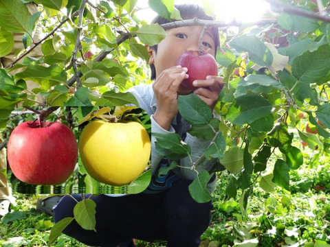 【少量追加！】サンふじ＋シナノゴールド　家庭用　約5キロ【葉とらず】JA基準より60％減の低農薬栽培【りんご食べ比べ】