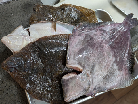 【知床らうす直送】梅コース5kg詰 (未利用魚ボックス 低利用魚も入ります) 海鮮セット 鮮魚ボックス 海鮮ボックス