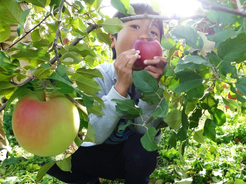甘くて美味しい！　ぐんま名月　家庭用　3キロ【JA基準より60％減の低農薬栽培】