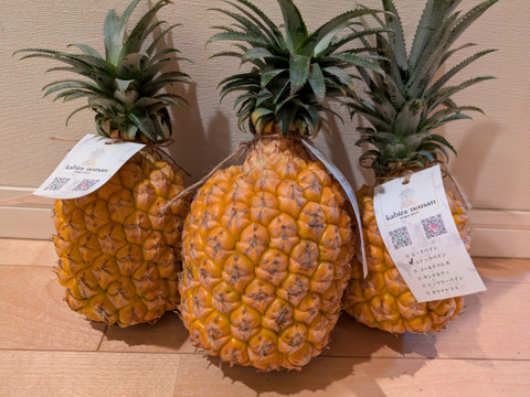 【糖度20度越え！】味に自信あり！ちぎって食べれる！【石垣島産】パイナップル ボゴールスナックパイン 3玉 2.5〜3.5kg