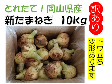 春しか食べれない！岡山県産『新たまねぎ』訳あり　10kg以上