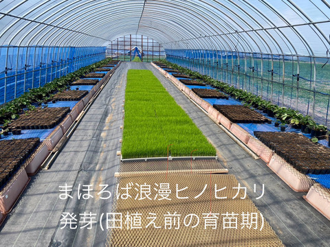 まほろば浪漫🌾ヒノヒカリ (精米5㎏)令和6年