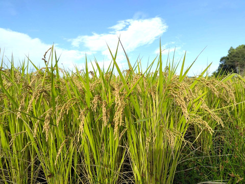 農薬化学肥料不使用『もちひかり』玄米３kg令和７年　信州佐久穂産