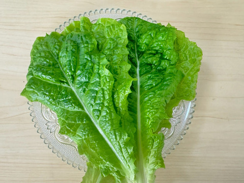 有名焼肉店使用！農薬不使用・水耕栽培サンチュ（10枚×5袋）