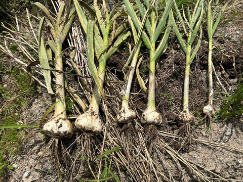 在庫限りで終了！農薬不使用にんにく！