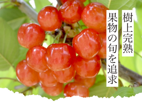 【2026年予約】『紅秀峰』家庭用1kgバラ詰め♪たっぷり大満足の食べ応え✨