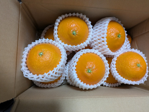 (贈答向け)シュガーファームのハウスまどんな2.5kg 【冬ギフト】にぴったり！熨斗対応◎