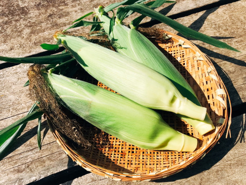 【一日3箱限定】糖度20度越え！ 驚きのフルーツコーン『しあわせコーン』 6本セット