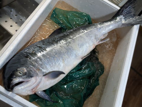 松コース 【お盆明け発送】船頭にお任せ！鮮魚ボックス（詰め合わせ）海鮮セット