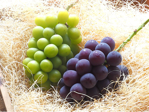 【敬老の日ギフト】9/11～9/15にお届け‼岡山県産『シャインマスカット＆ピオーネ』いろどりセット1.2kg