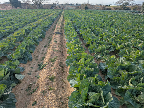 ２玉🌊海風🌊春キャベツ🌊