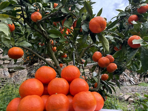 【5キロ】樹上完熟 小原紅 節減対象農薬 特別栽培で育てたからだにやさしい　有田みかん