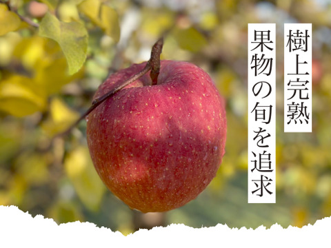 【2026年予約】『シナノホッペ』家庭用　甘くて硬い！ほっぺが落ちる美味しさ♡5kg