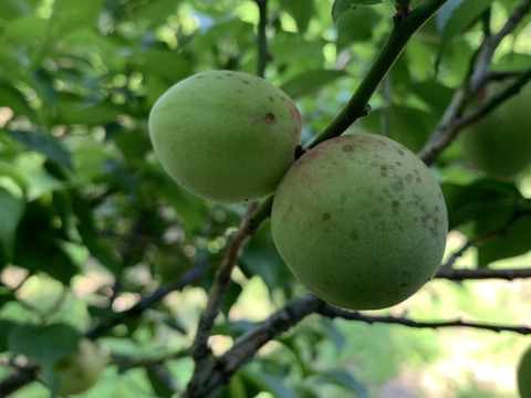 まじりっけなし！梅シロップ梅酒に最適！『色づき白加賀』2kg 自然栽培の梅。様々なレシピに。農薬不使用