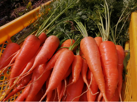 シーズン終了間近、甘旨冬人参（大小サイズ混合、特価）