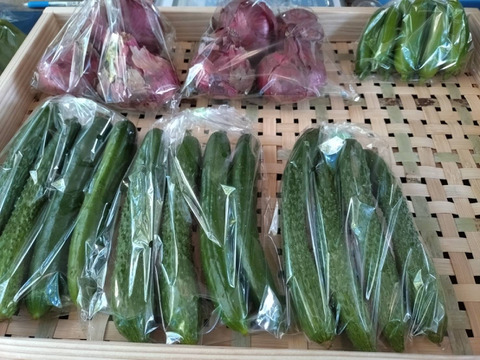 とりたて旬野菜７種類前後 【農薬・化学肥料不使用】