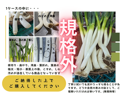 食費削減ネギ！規格外S～２L(10kg)