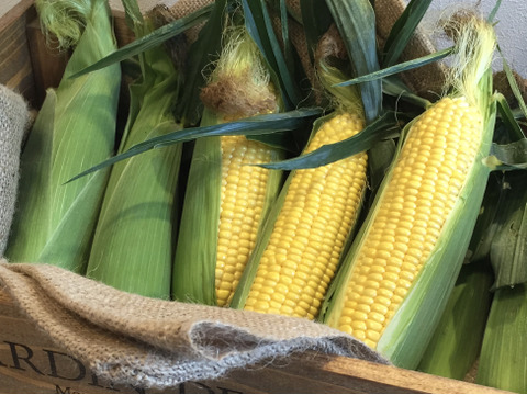【朝採り】フルーツみたいなミラクルコーン🌽🌽🌽　み・ら・い　(味来)  5kg  (2L〜3Lサイズ　11〜12本)