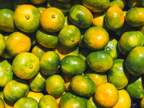 【EHIME UWAJIMA】秋の訪れを告げる爽やか極早生みかん<日南一号>！Aセレクション（家庭用良品）3kgBOX（2.7kg正味)