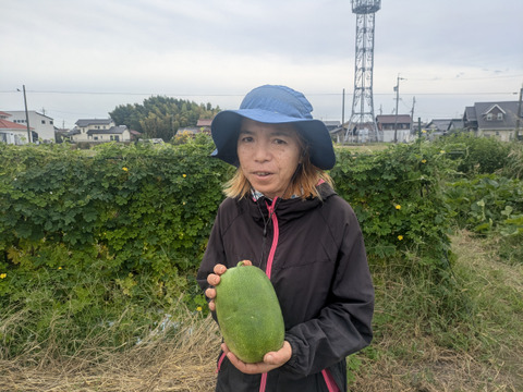 【農薬、化学肥料不使用♻】　姫冬瓜　3キロ