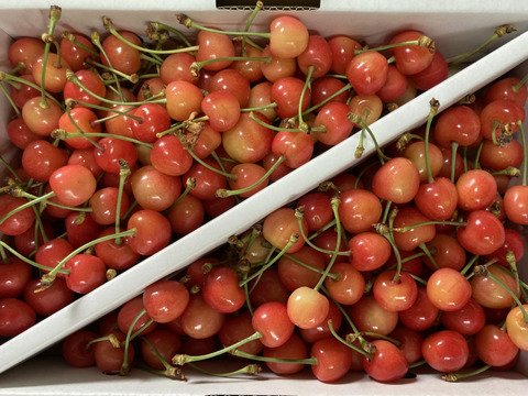 先行予約❗️🍒さくらんぼ佐藤錦🍒訳あり加工用　1キロバラ詰め