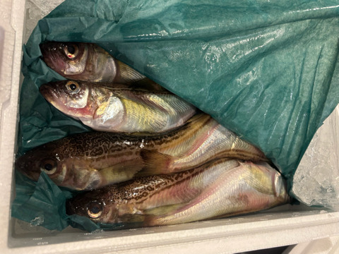 【ぶりこ好き集合！】特大ハタハタメスだけBOX1㎏