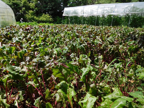 【健康応援セット】ビーツパウダー50g×1袋とモリンガパウダー30g×1袋（栽培期間中農薬・化学肥料不使用、メール便発送）