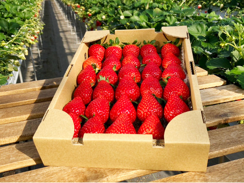 【予約販売】2025年度初物いちご！②真心農園　とちおとめ　【大玉】バラ詰め870g×1箱（果形混在）