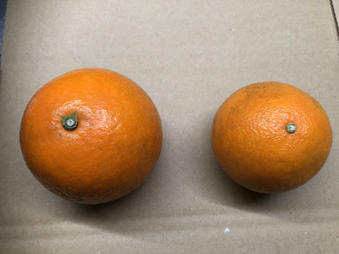 愛媛が誇る高級柑橘！ふぞろいのこまどんなたち！2kg(15玉前後)（ご家庭用）