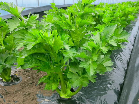 《絶品》豆乳で育ったセロリ1株　5株まで同梱可