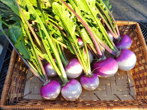 見た目もかわいい！甘みたっぷりあやめ雪かぶ1.5kg