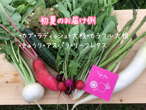 【岩手県産】彩りが自慢！野菜ソムリエの新鮮旬野菜セット（７点～）