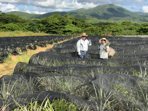 石垣島産　　特大スナックパイン 石垣島産スナックパイン大玉5kg（3～4玉）/サン石垣通販