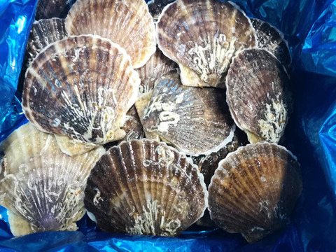 北海道産　旬のホタテ
